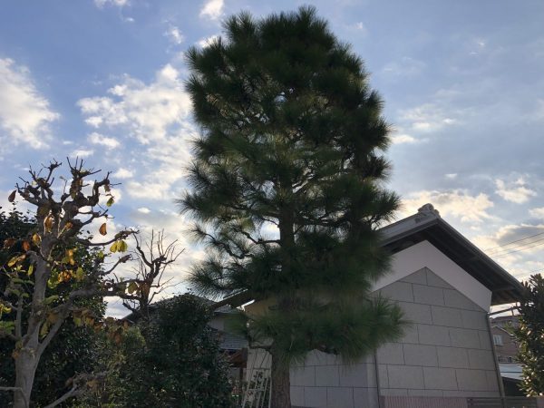 今日も町田市の個人邸で松の木の剪定をして来ました 相模原市で剪定 造園 庭管理 伐採なら矢崎造園にお任せ