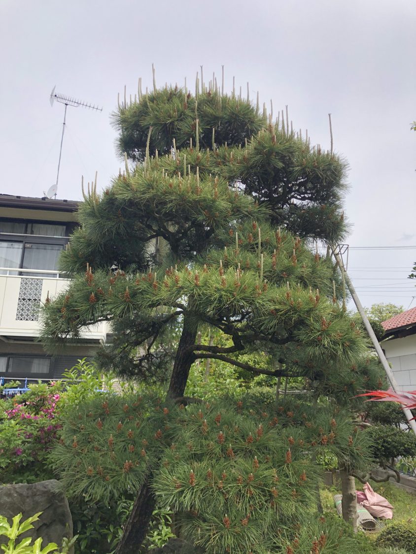 東京都町田市で松の緑摘みの仕事をしてきました